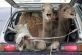 Wielbłądy w bagażniku